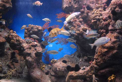 L’Aquarium
