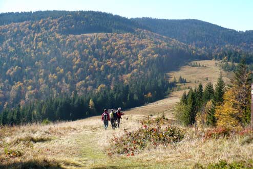 Polana