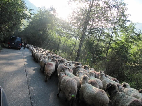 Owieczki w Rau de Mori